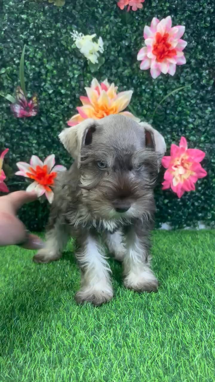 Male Mini Schnauzer puppy named Rowdy for sale at Puppy Dreams - Wichita West. video thumbnail