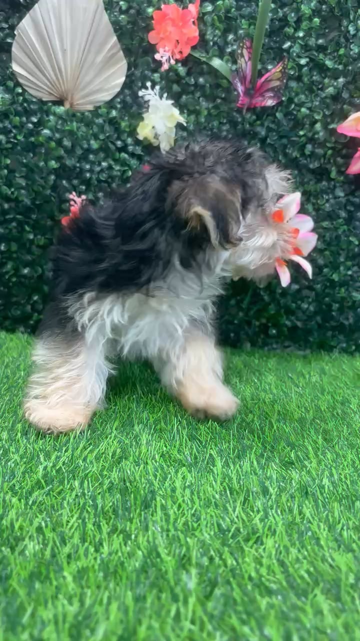 Female Morkie puppy named Sassy for sale at Puppy Dreams - Junction City. video thumbnail