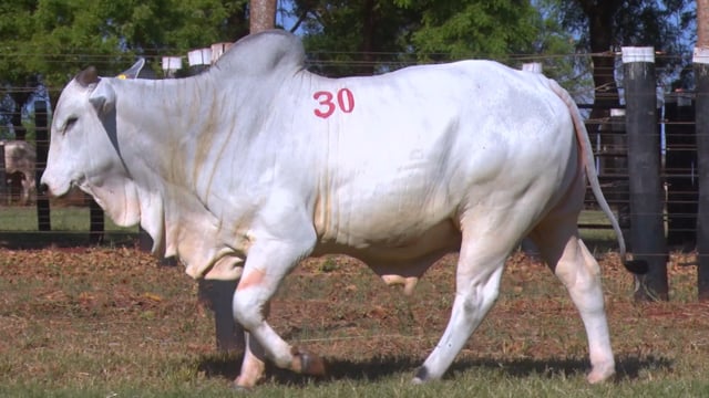 Lote 30
