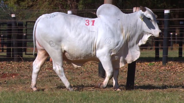 Lote 31