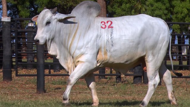 Lote 32