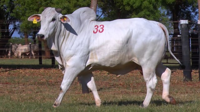 Lote 33