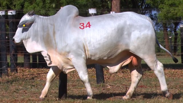 Lote 34