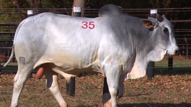 Lote 35