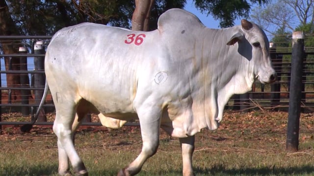 Lote 36