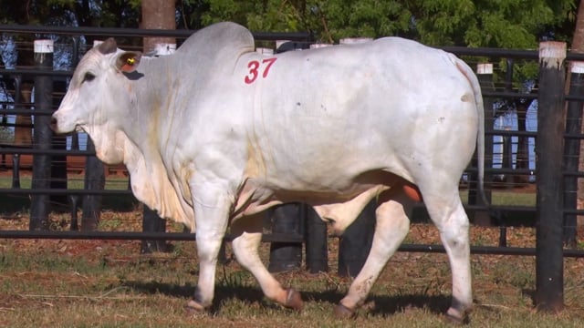 Lote 37