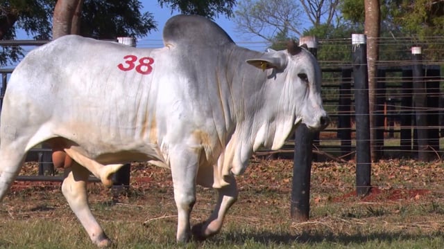 Lote 38
