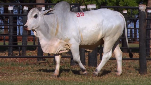 Lote 39