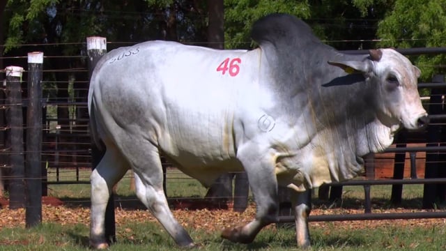 Lote 46