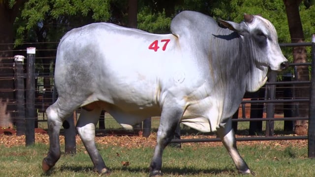 Lote 47