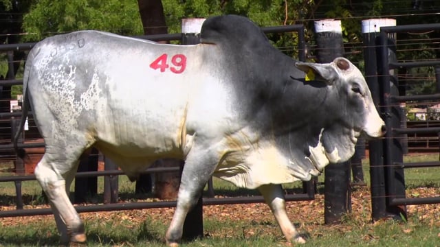Lote 49