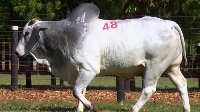 Lote 48