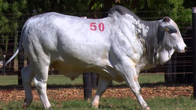 Lote 50