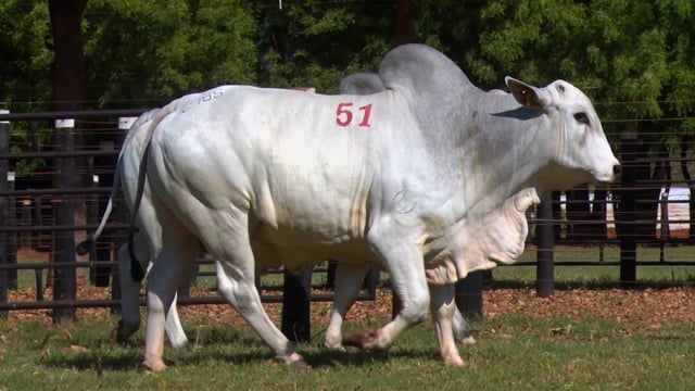 Lote 51