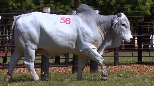 Lote 58