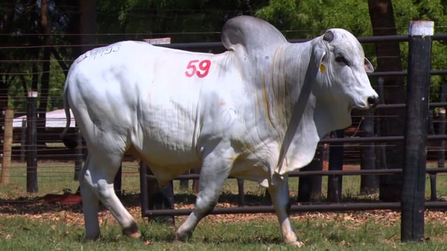 Lote 59