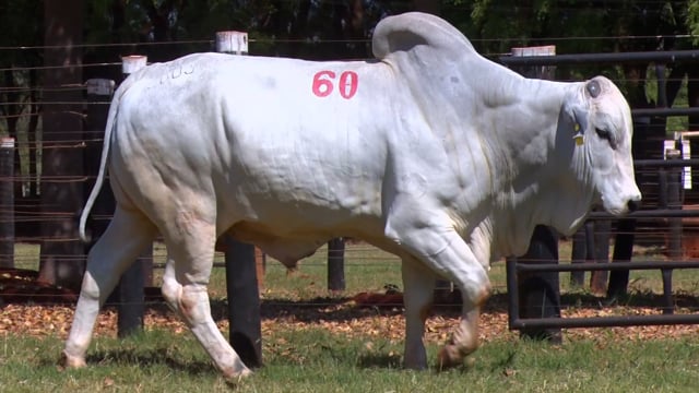 Lote 60