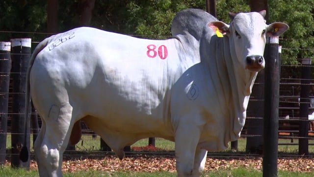 Lote 80