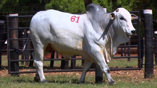 Lote 61