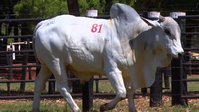Lote 81