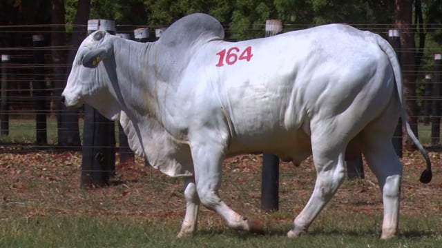 Lote 164