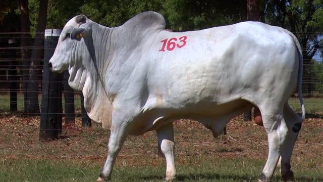 Lote 163