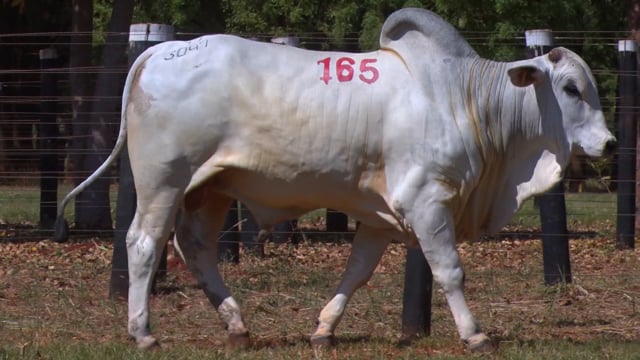 Lote 165