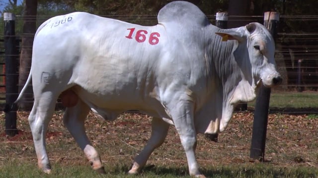 Lote 166