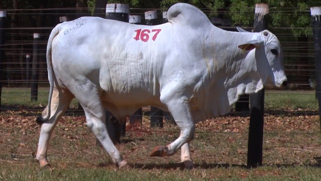 Lote 167