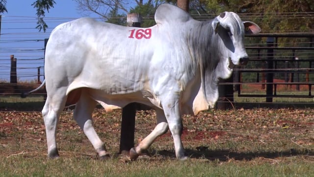 Lote 169