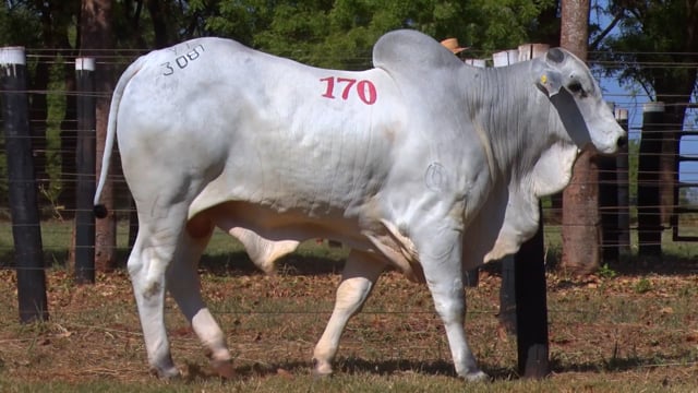 Lote 170