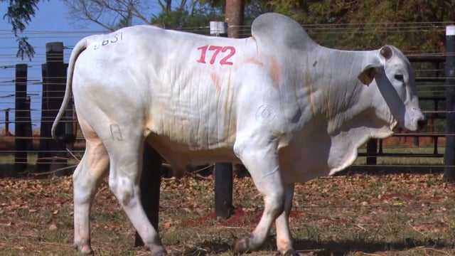 Lote 172