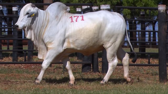 Lote 171
