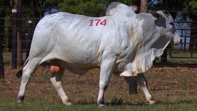 Lote 174