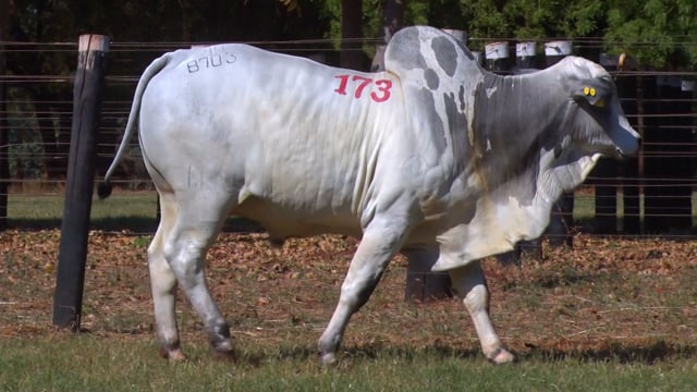 Lote 173