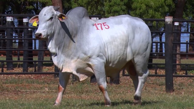 Lote 175
