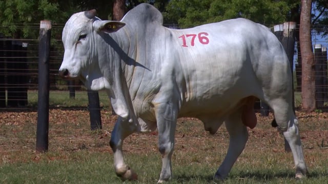 Lote 176