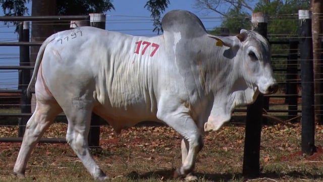 Lote 177