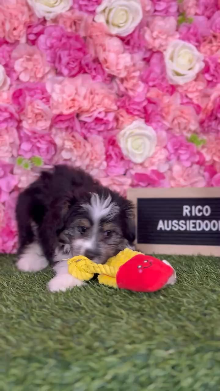 Male Aussiedoodle 2Nd Gen puppy named Rico for sale at Pet Express Braintree. video thumbnail