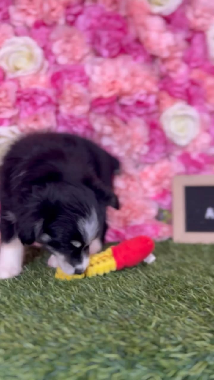 Female Aussiedoodle 2Nd Gen puppy named Bindie for sale at Pet Express Braintree. video thumbnail