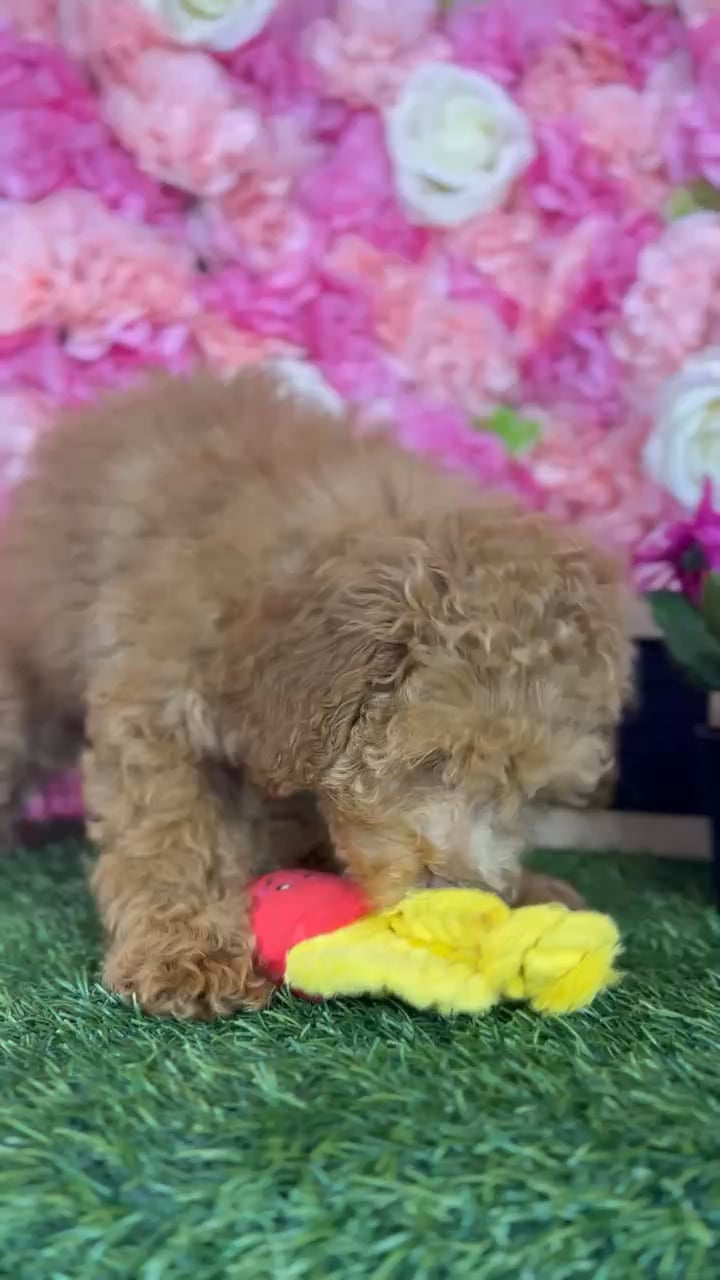 Female Poodle (Mini) puppy named Leila for sale at Pet Express Braintree. video thumbnail