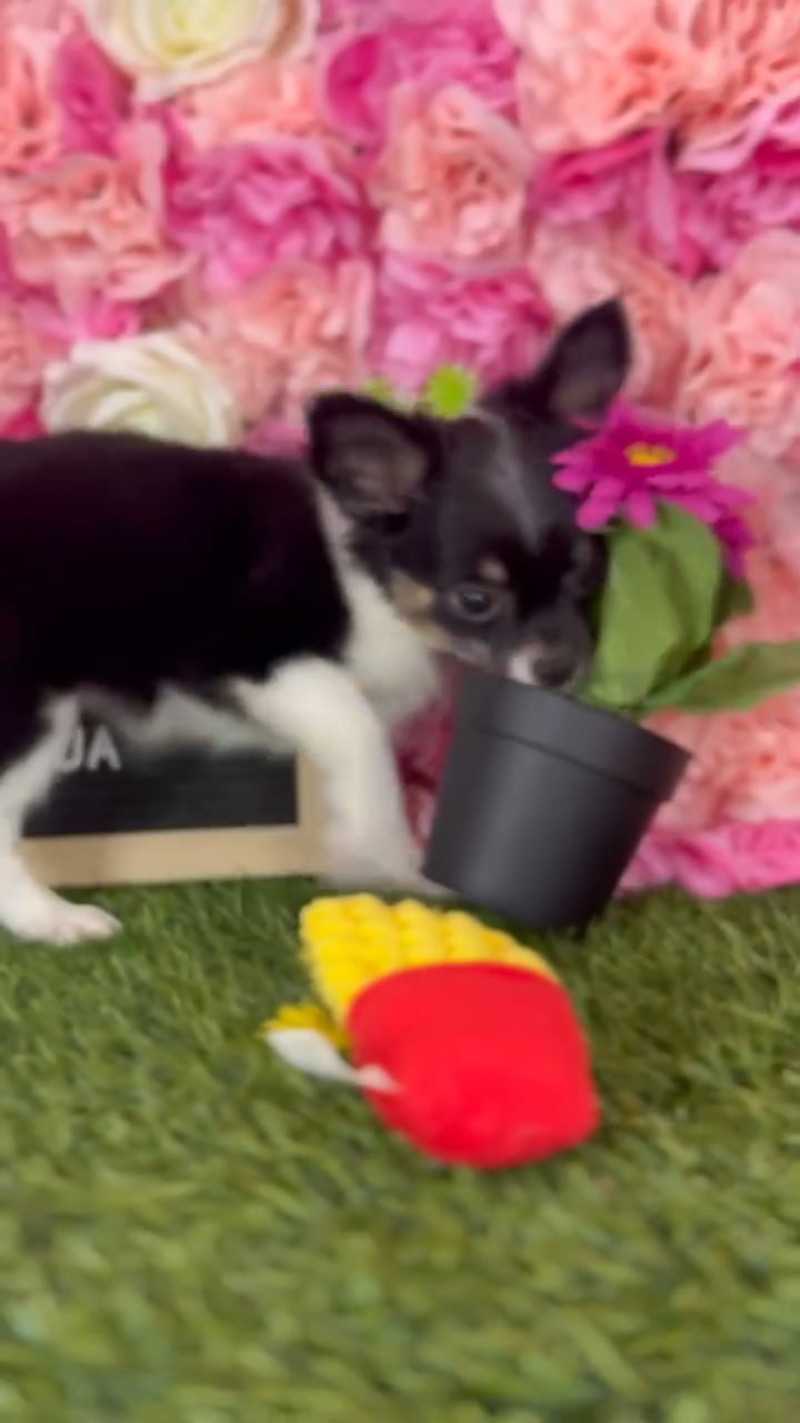 Female Chihuahua puppy named Mollie for sale at Pet Express Braintree. video thumbnail