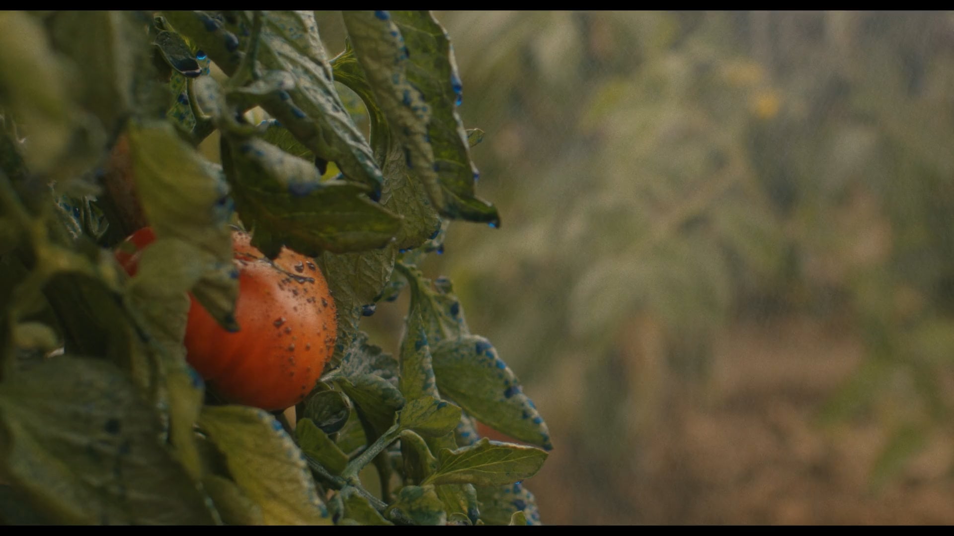 CUALQUIER DÍA LA ENVENENAS — CORTOMETRAJE