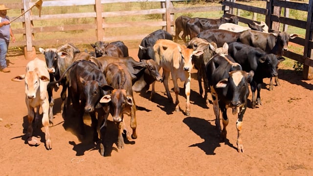 Lote 51A