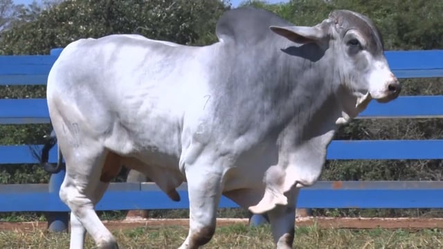 Lote 03