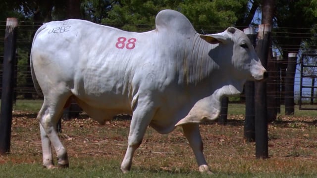 Lote 88