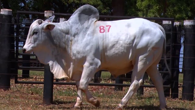 Lote 87