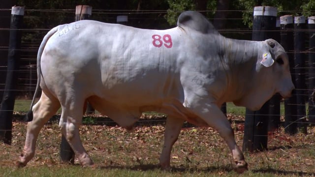 Lote 89