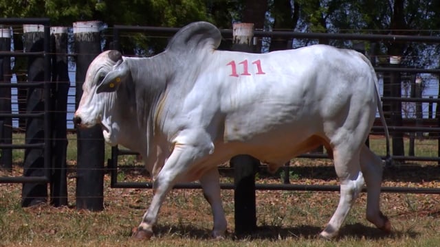 Lote 111