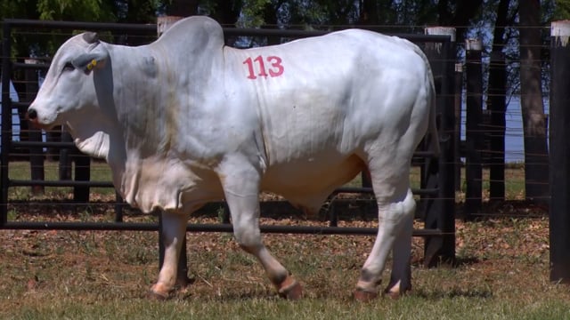 Lote 113